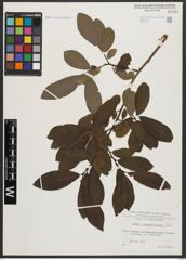 Foto von Salix appendiculata Vill.